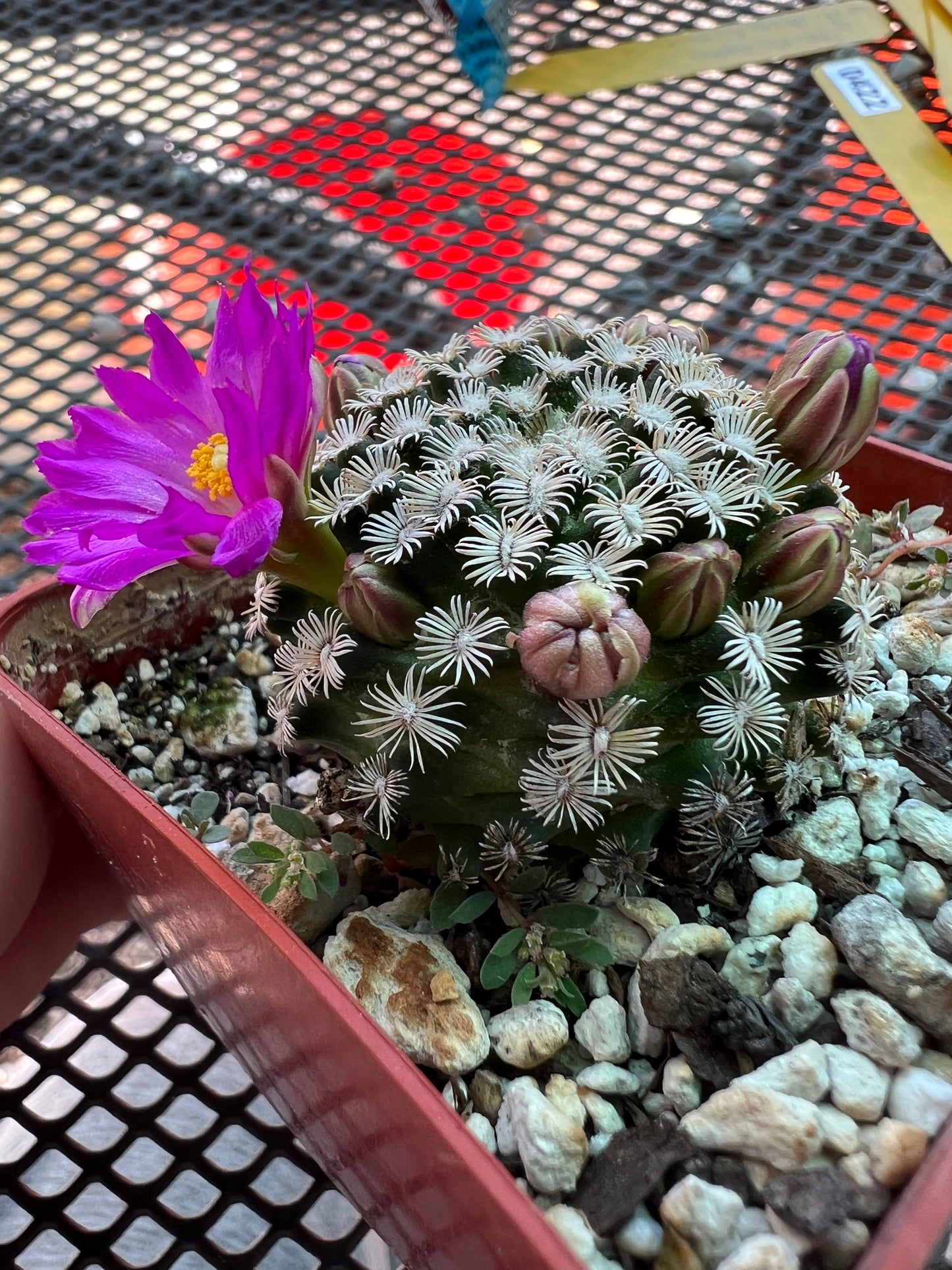 Mammillaria hernandezii rare cactus #4