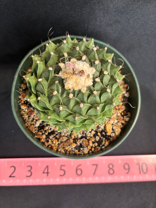 Obregonia denegrii large plant 283