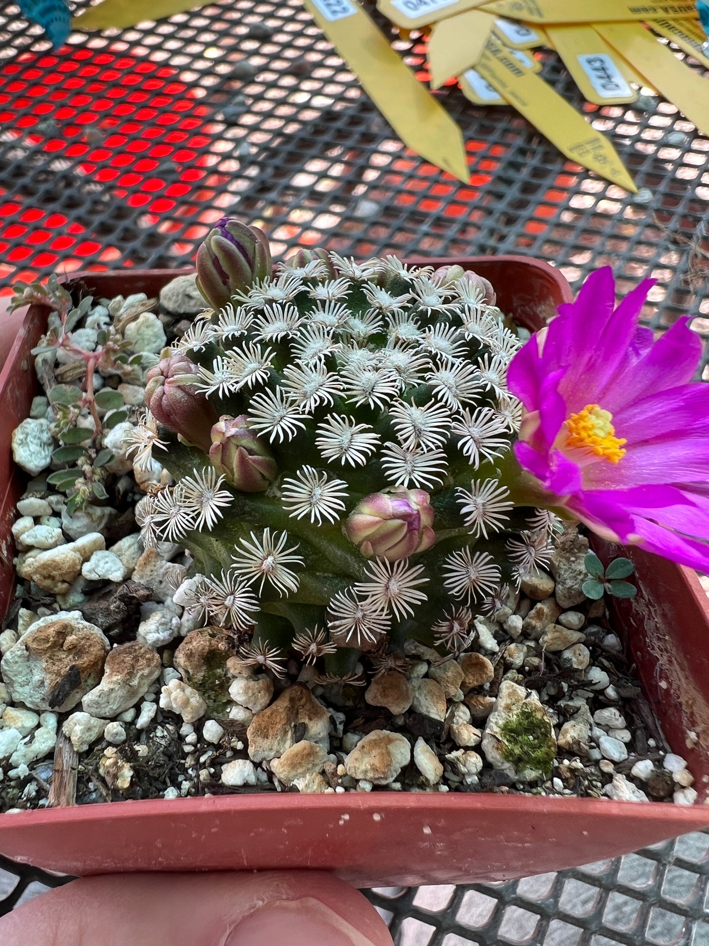 Mammillaria hernandezii rare cactus #4