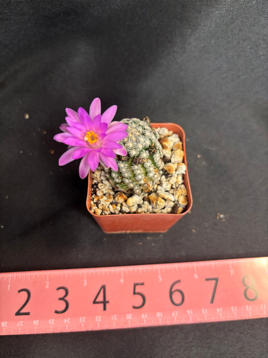 Mammillaria theresae large miniature 287