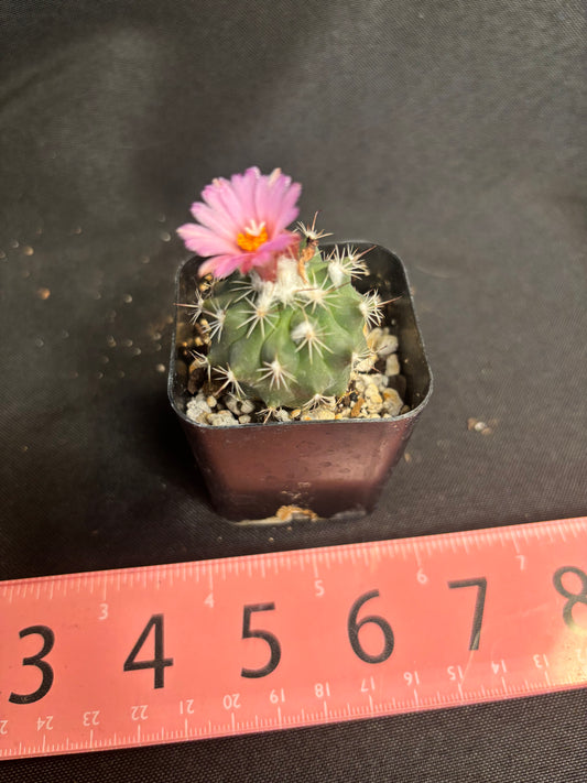 Turbinicarpus virieckii 314