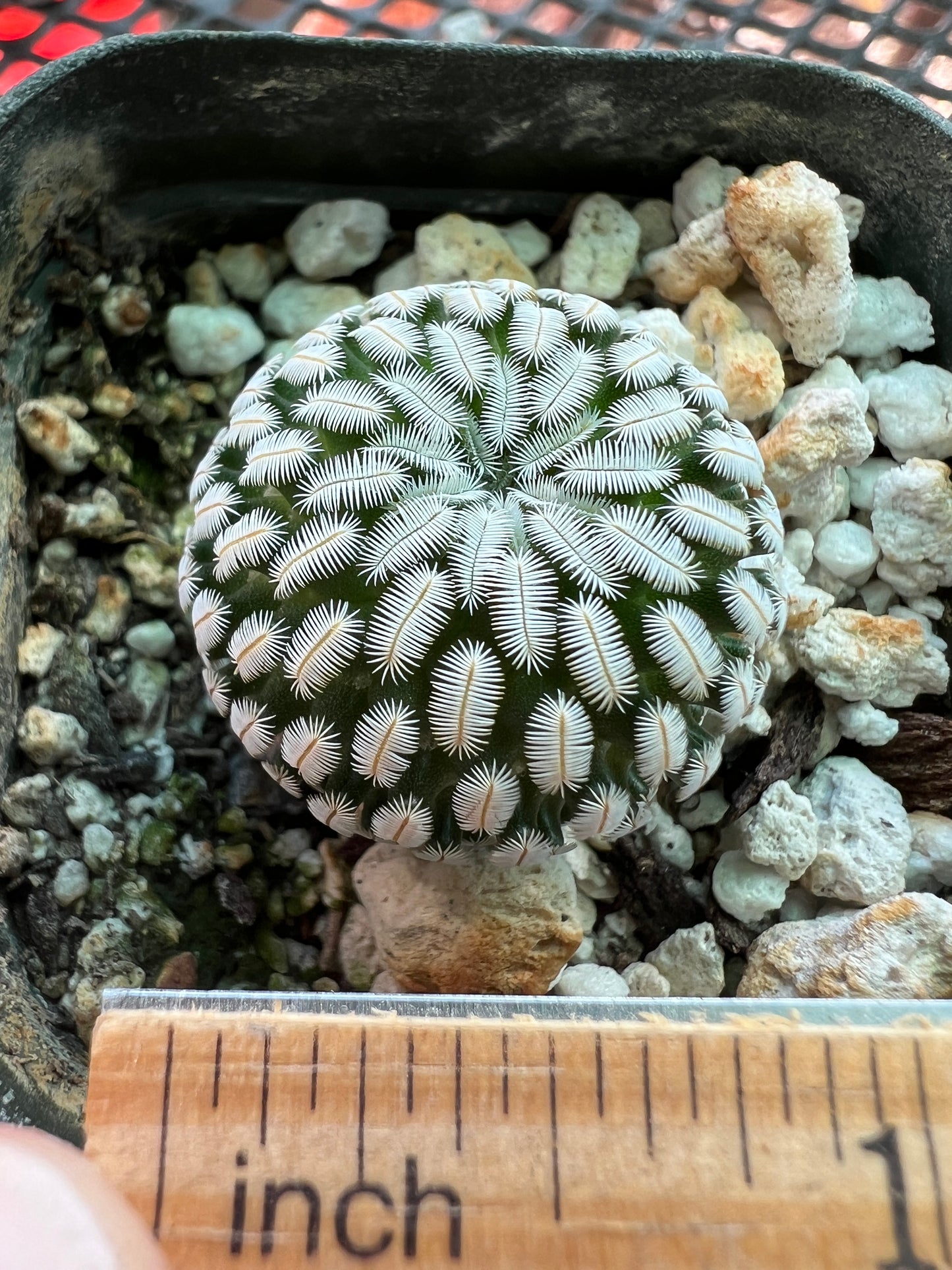 Mammillaria pectinifera rare cactus #5