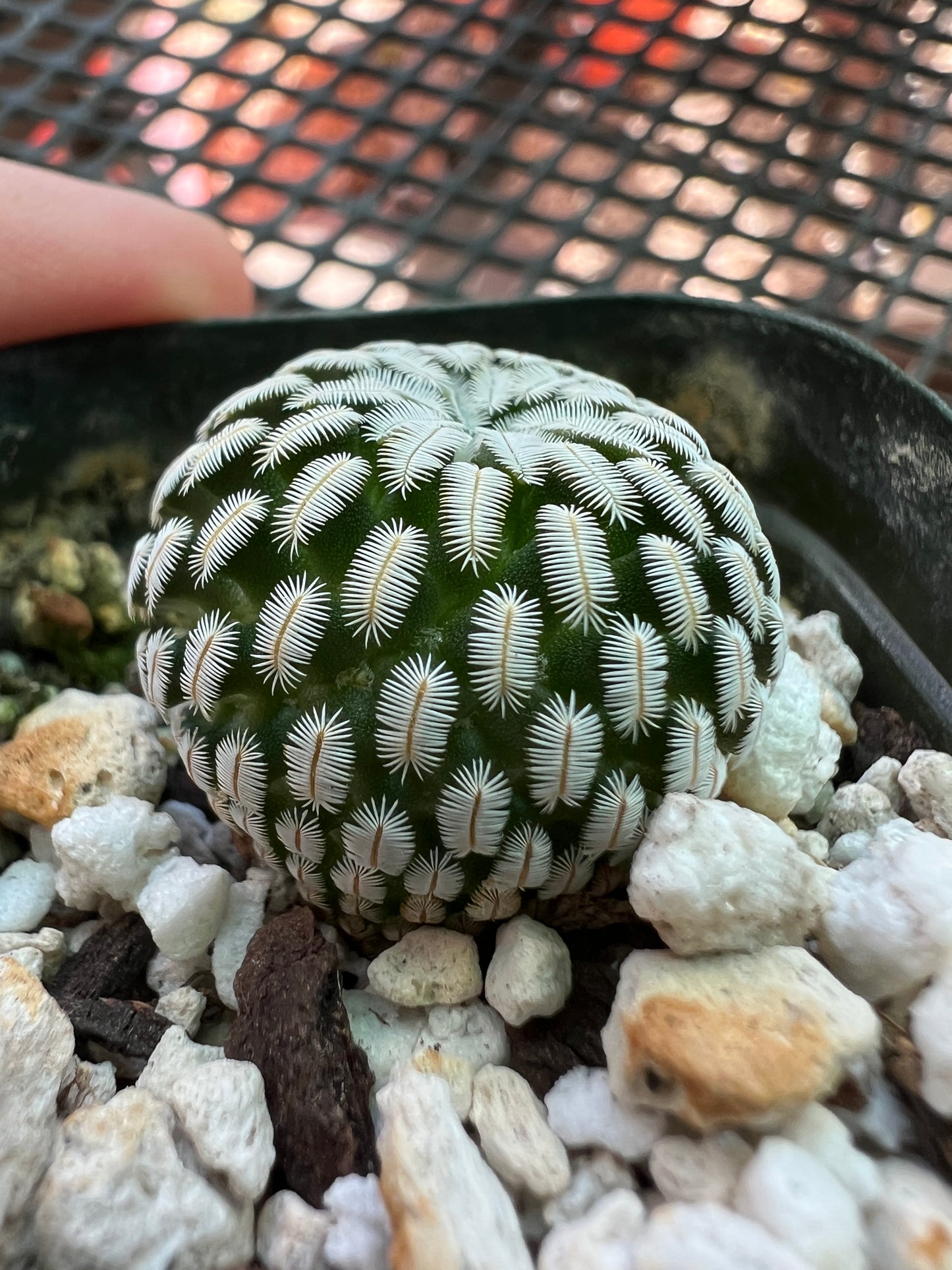 Mammillaria pectinifera rare cactus #5