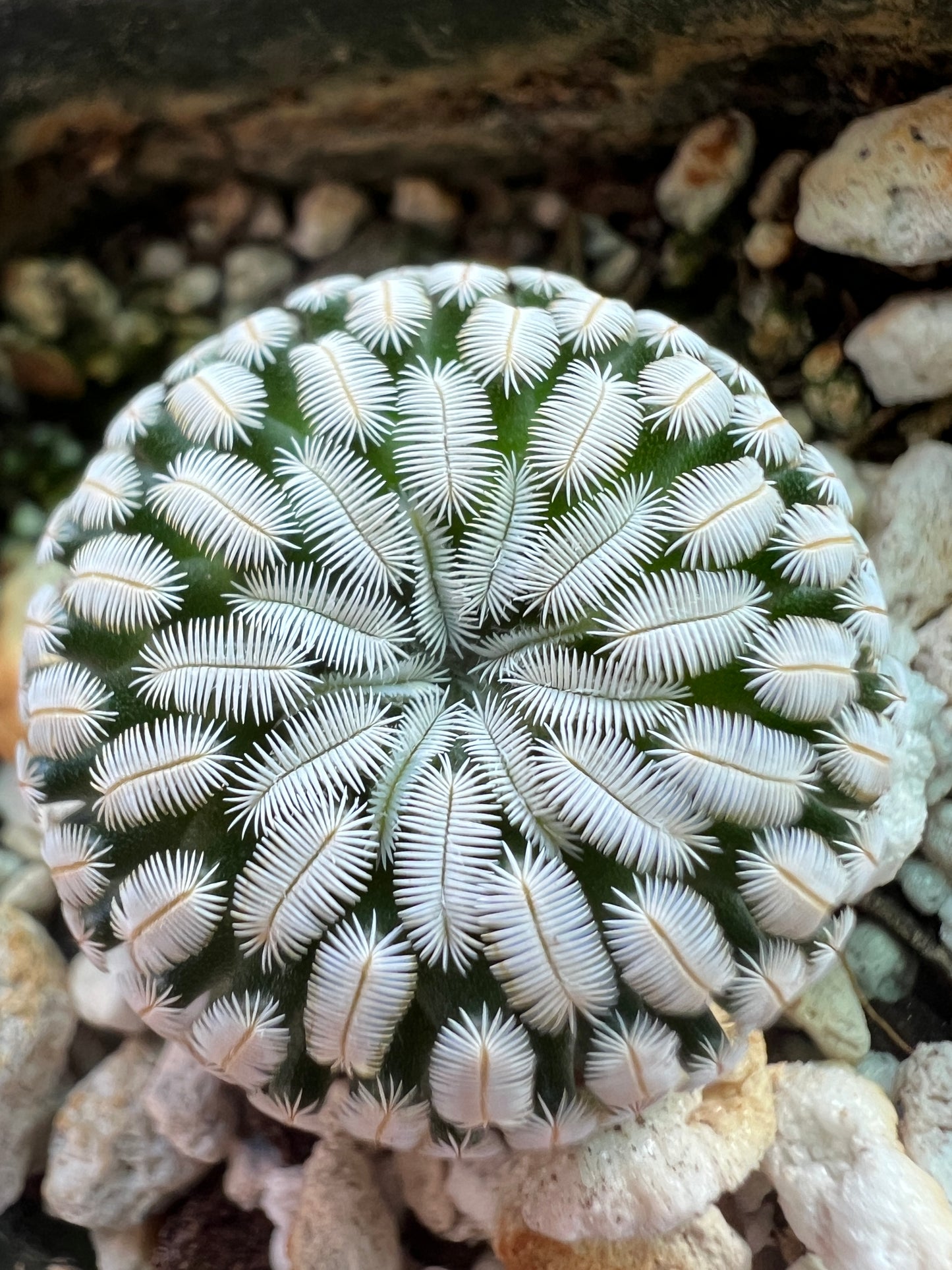 Mammillaria pectinifera rare cactus #5