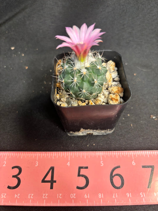 Turbinicarpus virieckii 1380