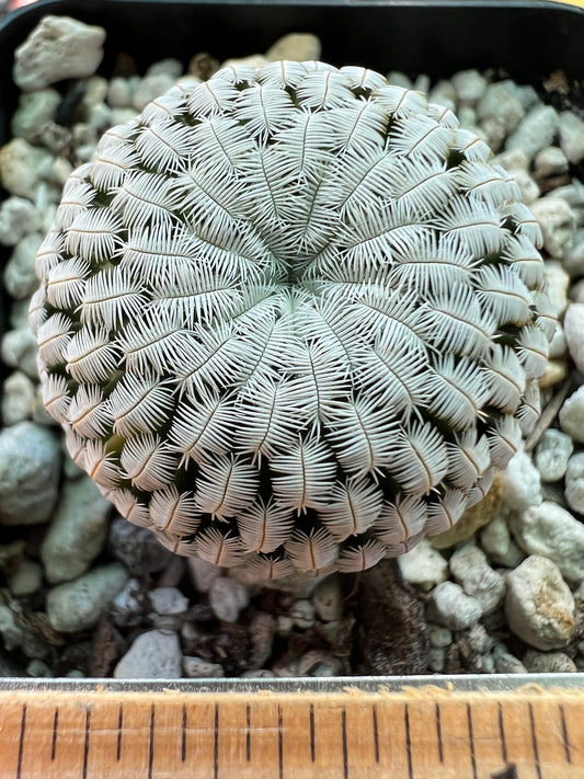 Mammillaria pectinifera miniature cactus #6