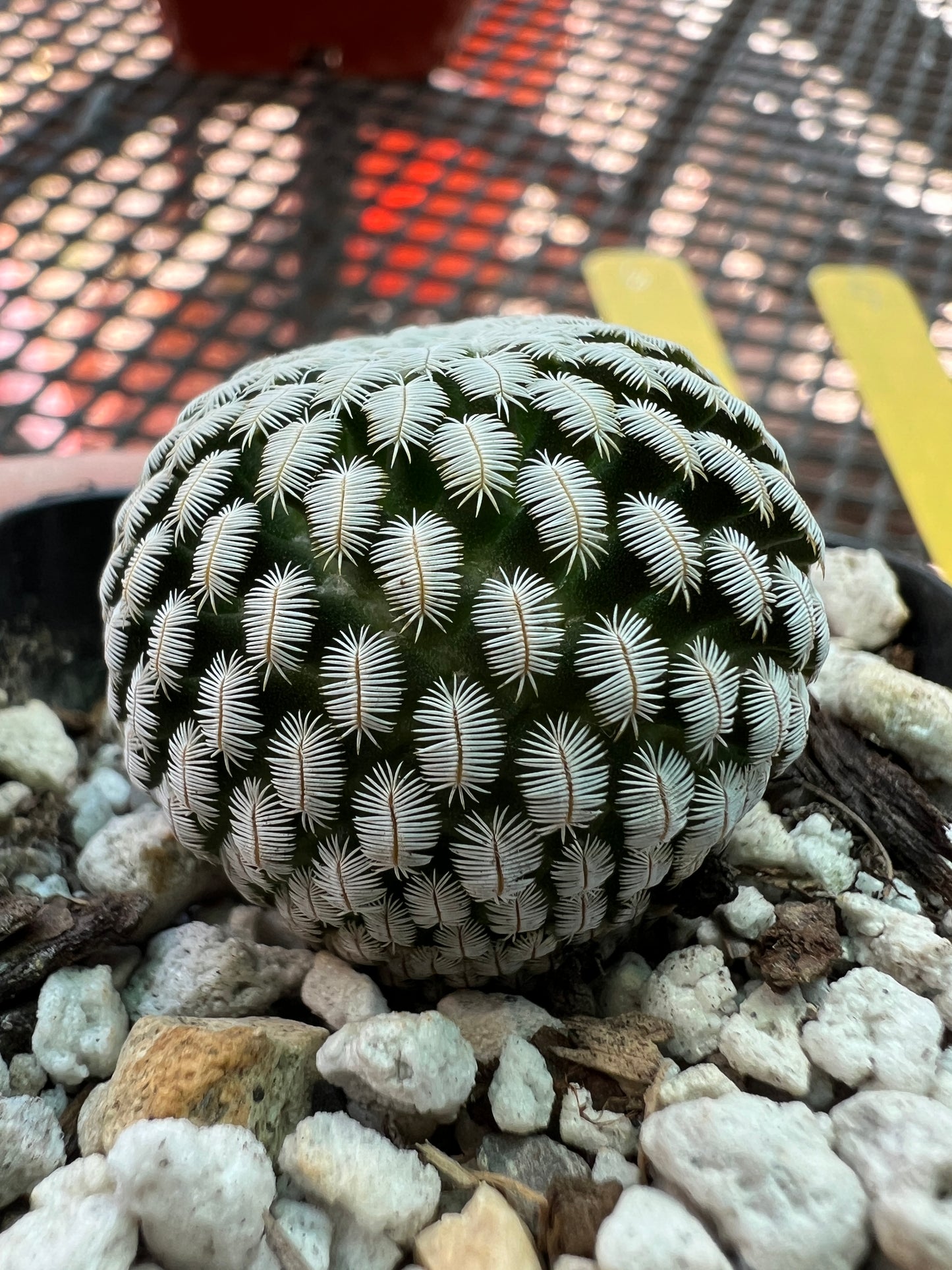 Mammillaria pectinifera miniature cactus #6