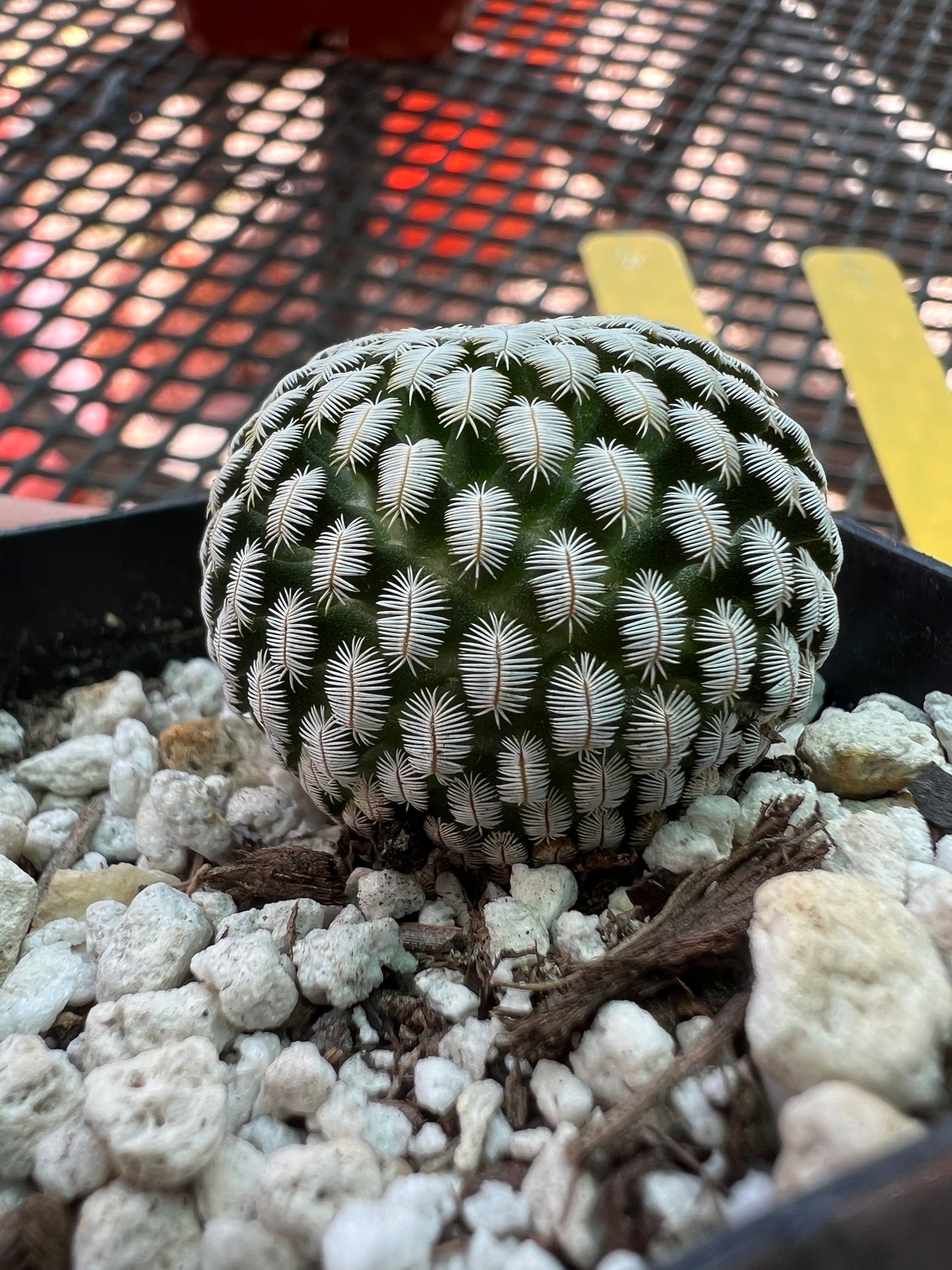 Mammillaria pectinifera miniature cactus #6