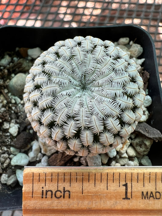 Mammillaria pectinifera cactus #7