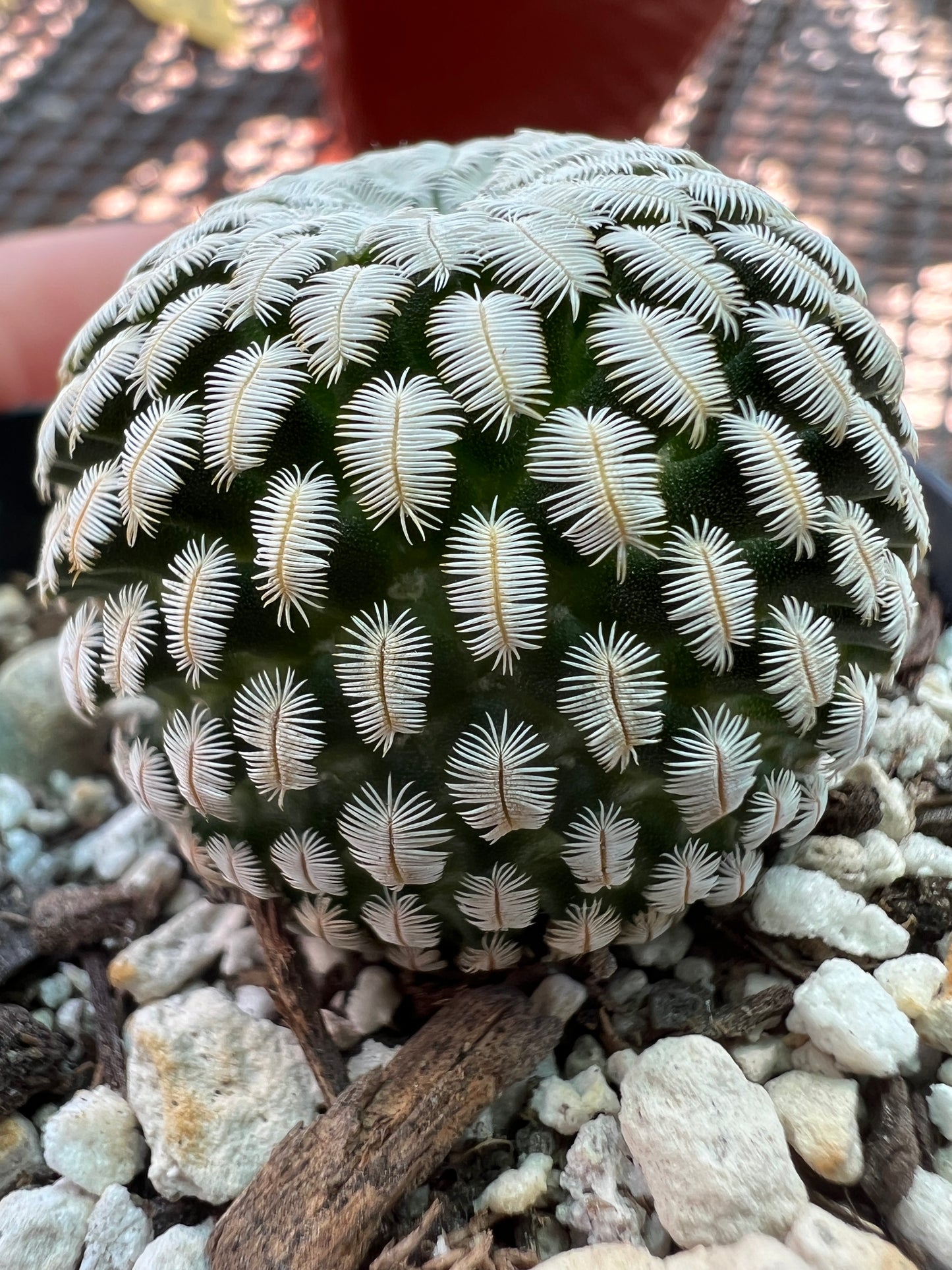 Mammillaria pectinifera cactus #7