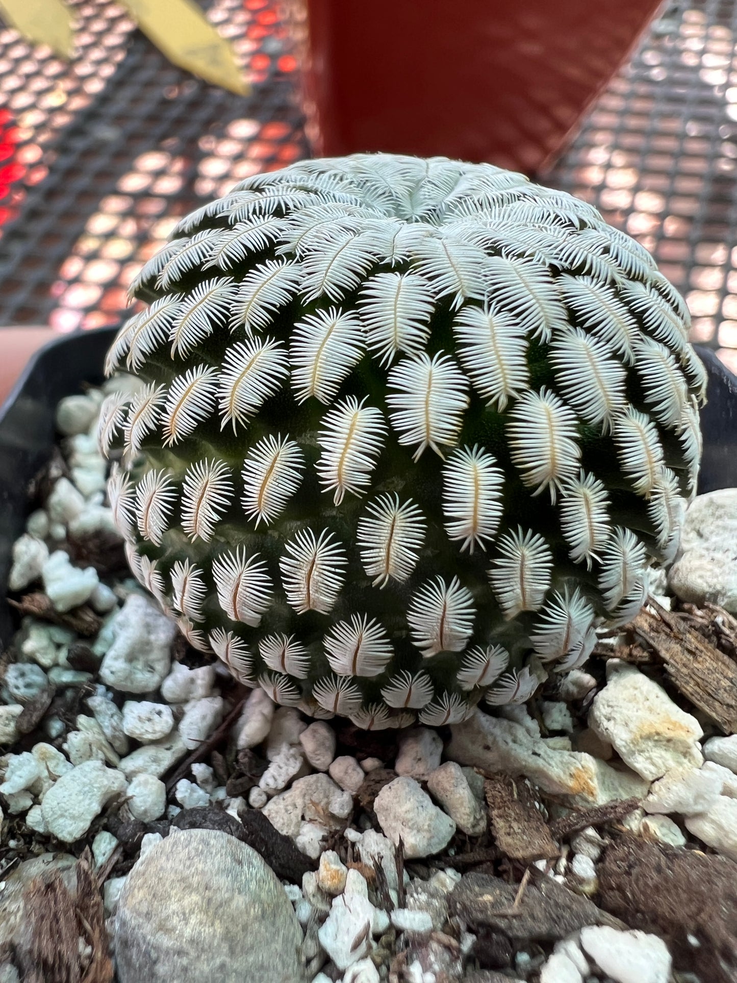 Mammillaria pectinifera cactus #7