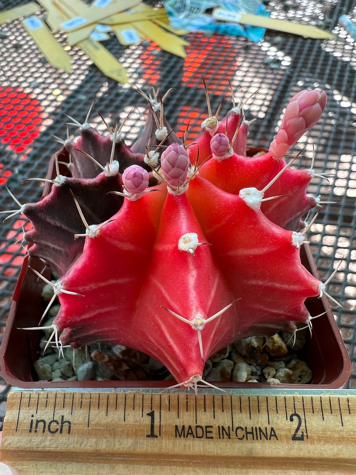 Gymnocalycium mihanovichii variegate