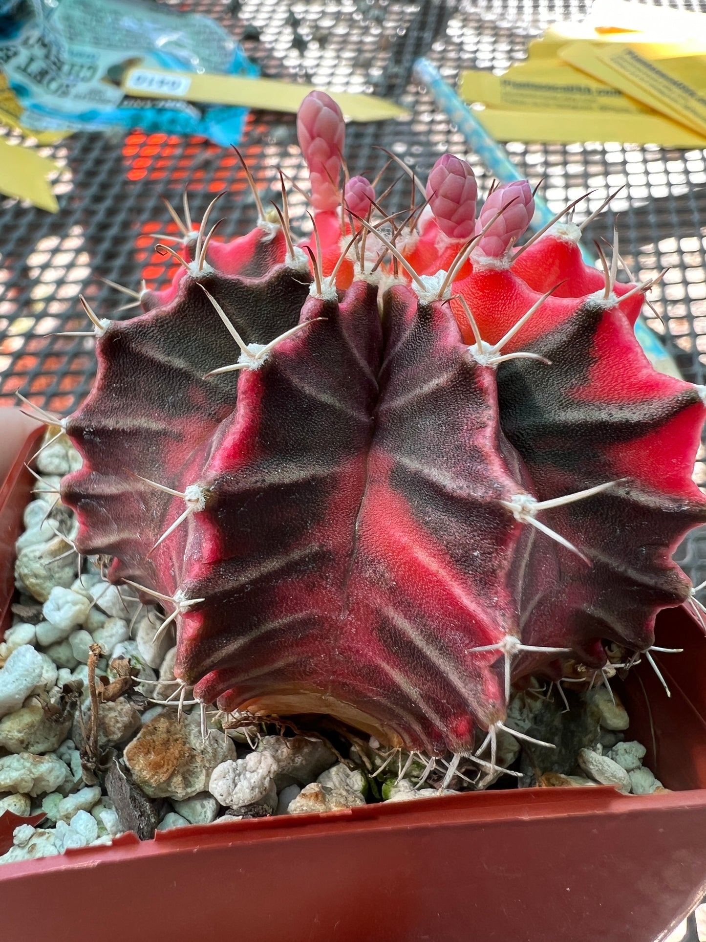 Gymnocalycium mihanovichii variegate