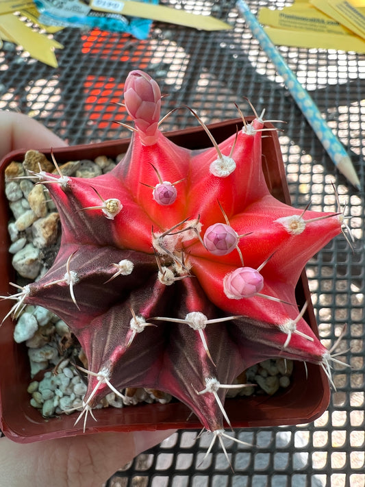 Gymnocalycium mihanovichii variegate