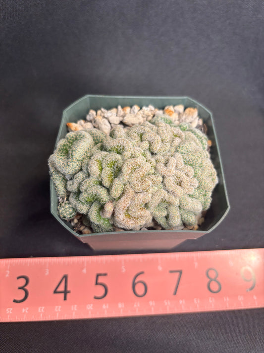 Mammillaria giselae crest 4978