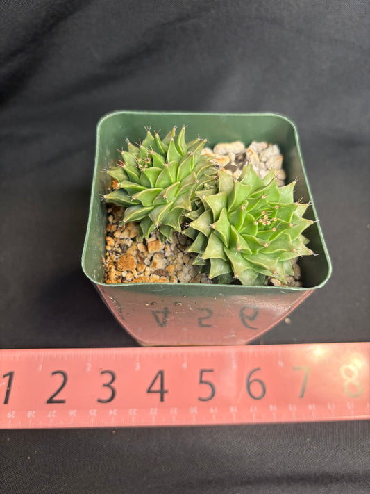 Obregonia denegrii two headed plant rare 4987