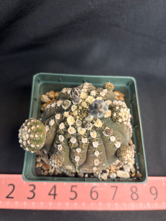 Gymnocalycium ragonesei old plant with pups 604