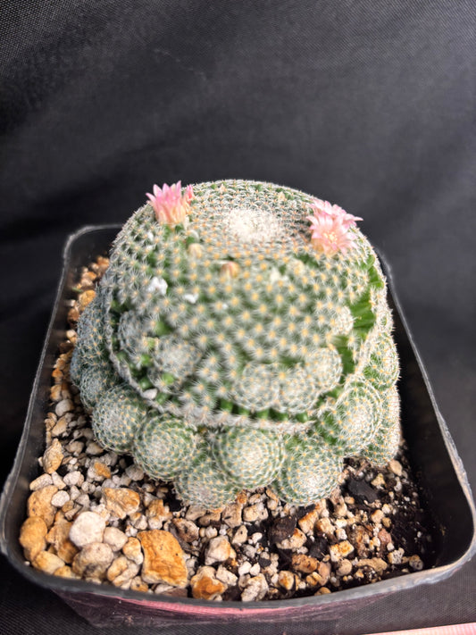 Mammillaria perbella cluster many heads 4975