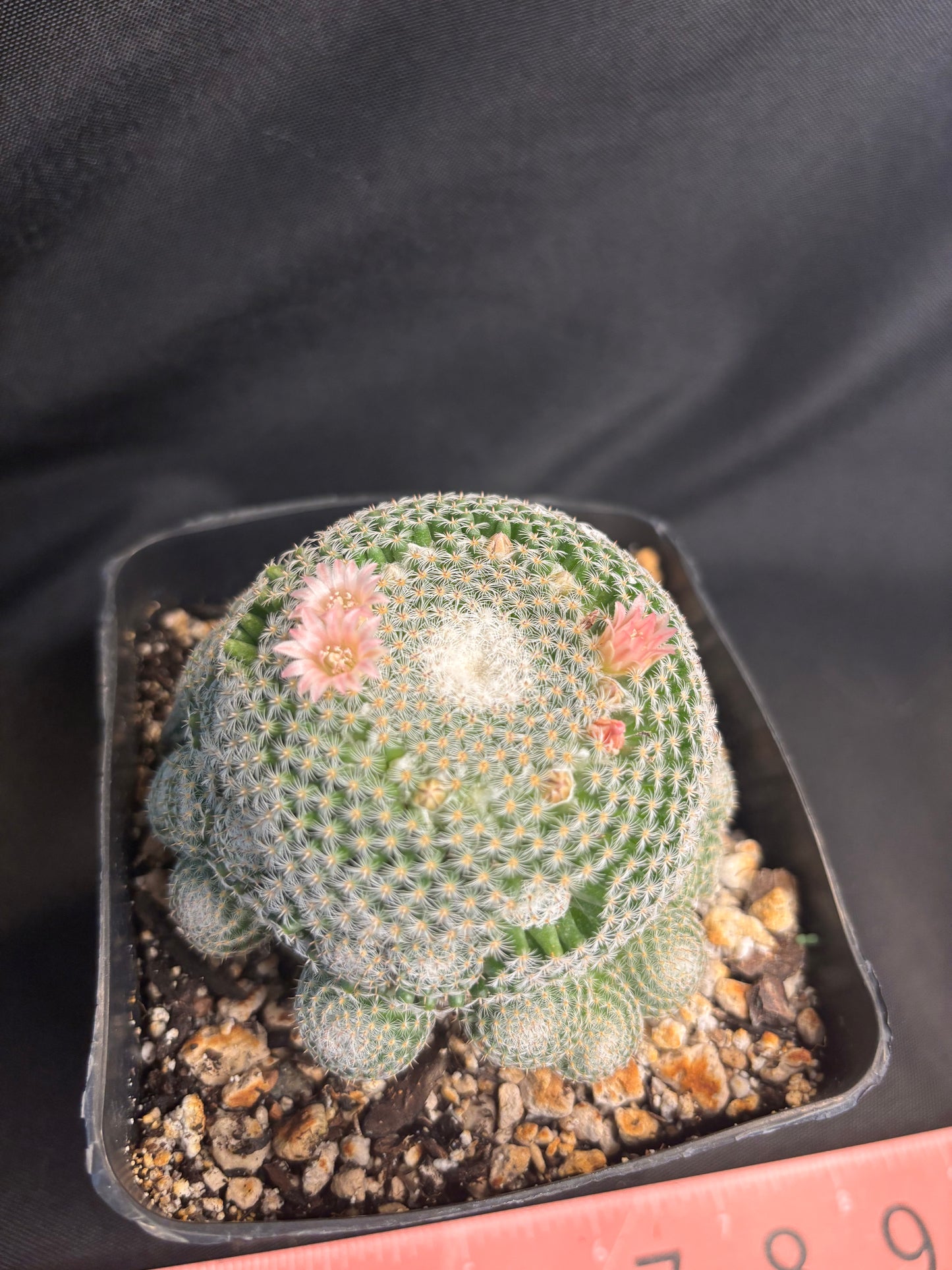 Mammillaria perbella cluster many heads 4975