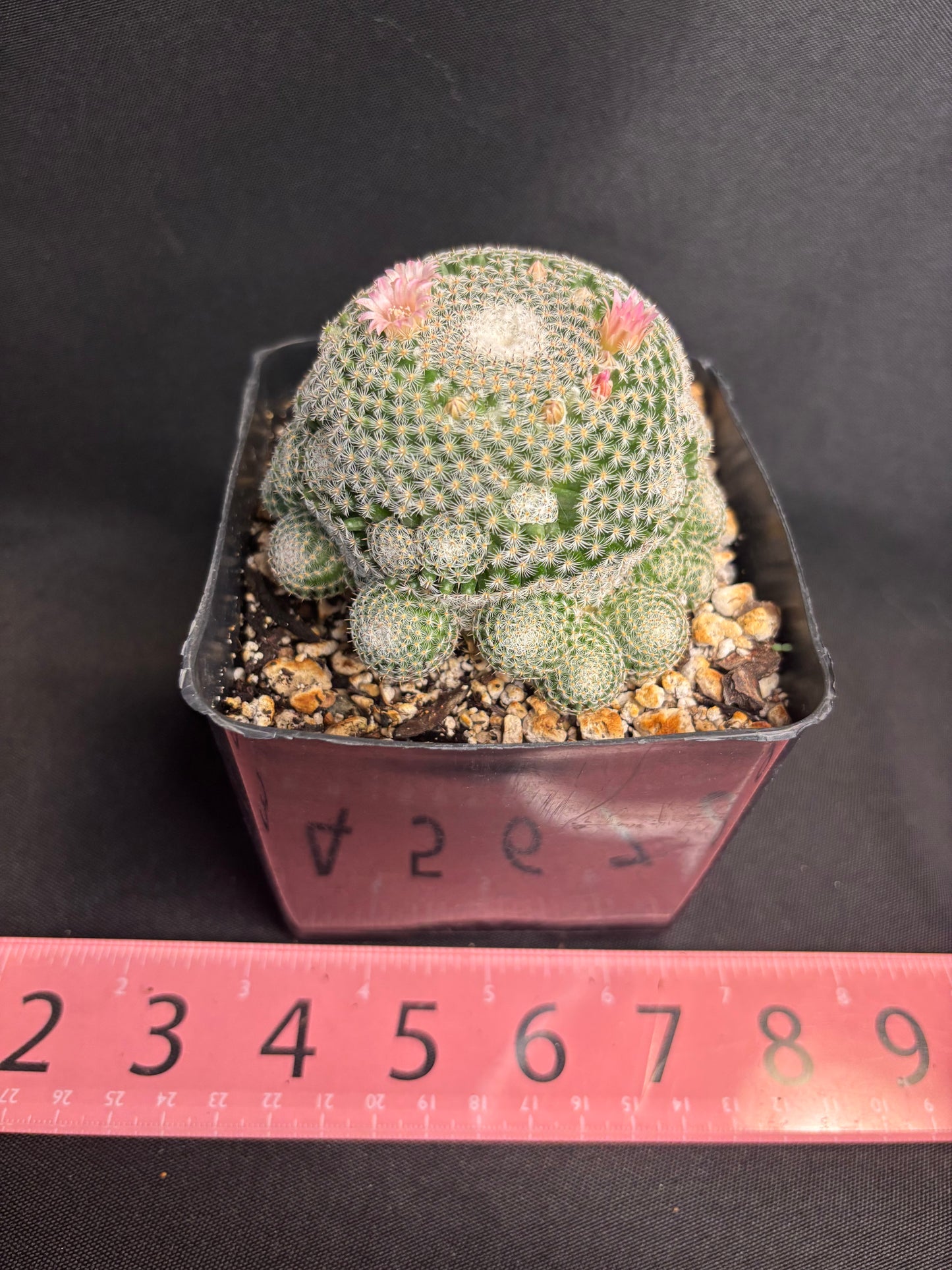Mammillaria perbella cluster many heads 4975