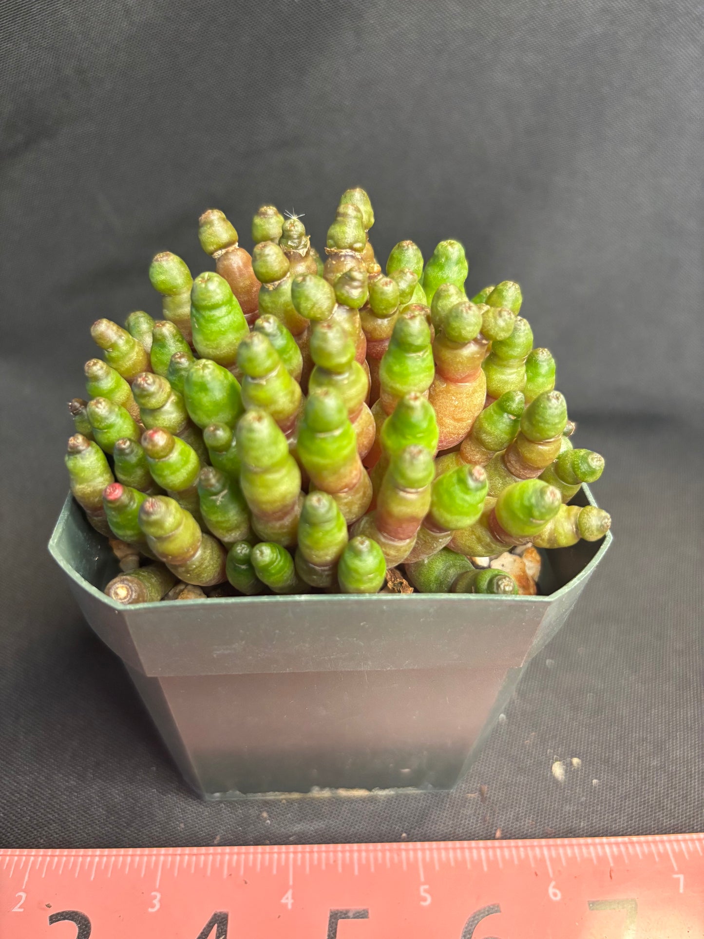 Mammillaria Fred green rocket 4959