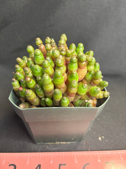 Mammillaria Fred green rocket 4959