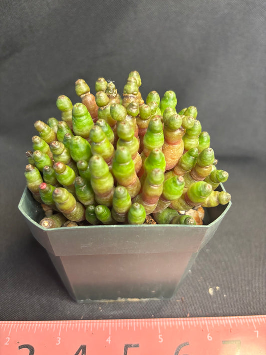 Mammillaria Fred green rocket 4959