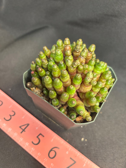 Mammillaria Fred green rocket 4959