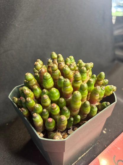 Mammillaria Fred green rocket 4959