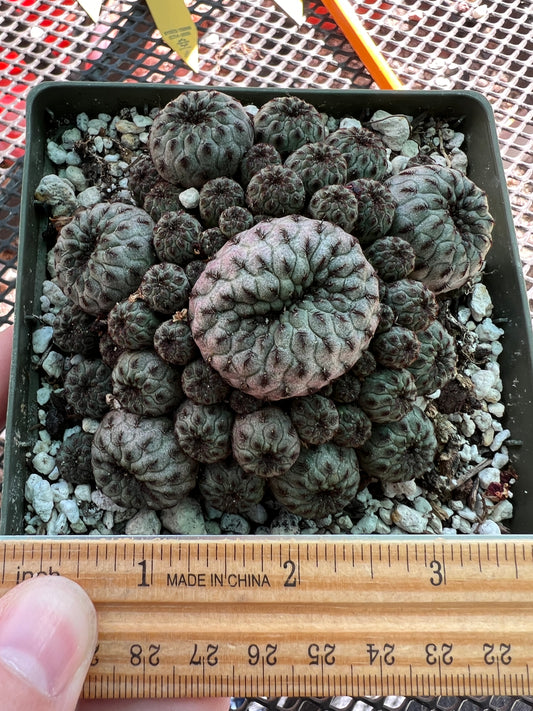 Sulcorebutia rauschii in 4.25 inch pot choice plant