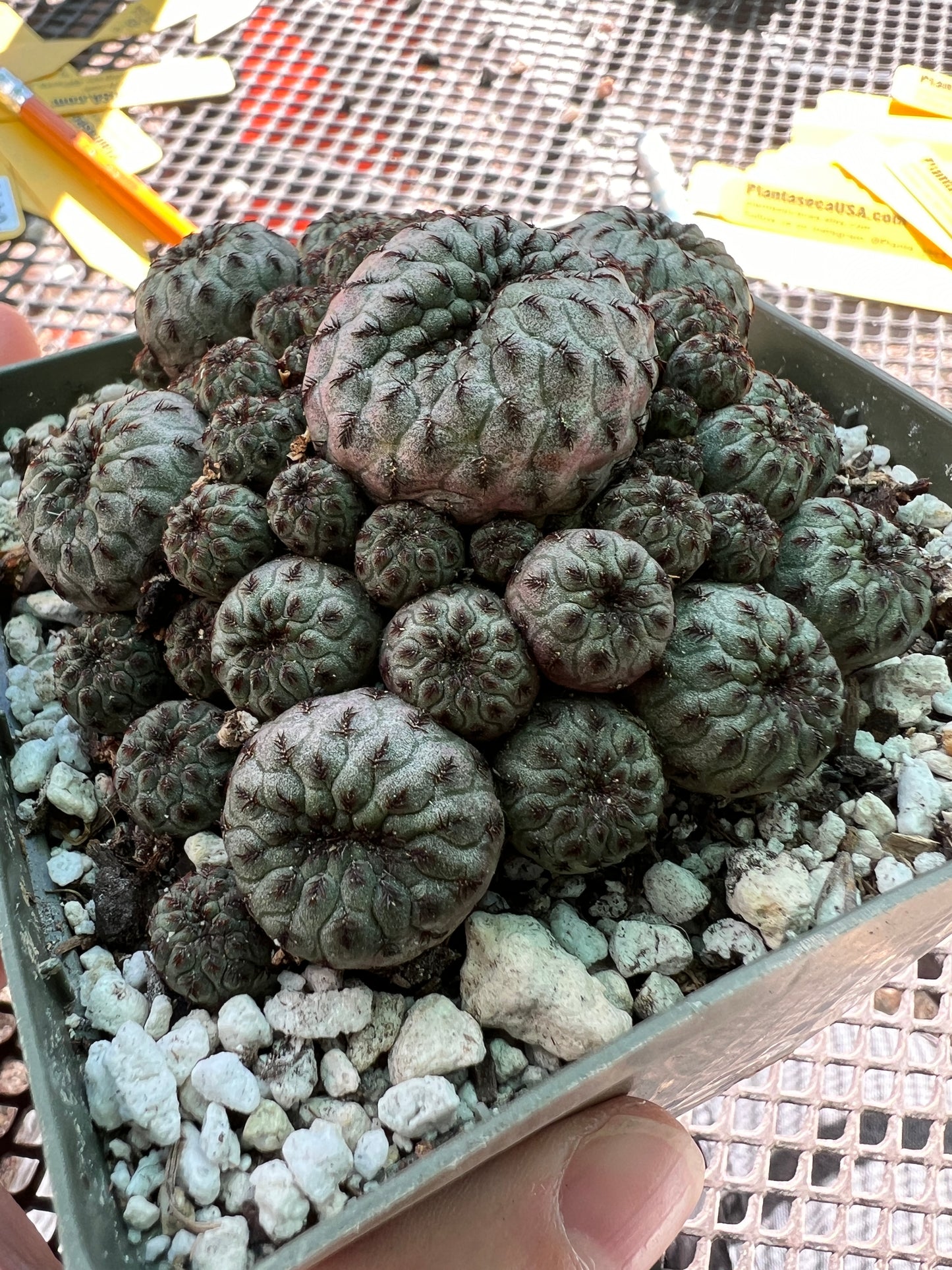 Sulcorebutia rauschii in 4.25 inch pot choice plant