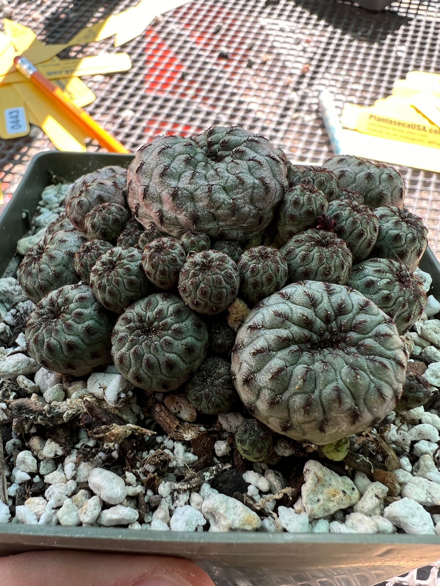 Sulcorebutia rauschii in 4.25 inch pot choice plant