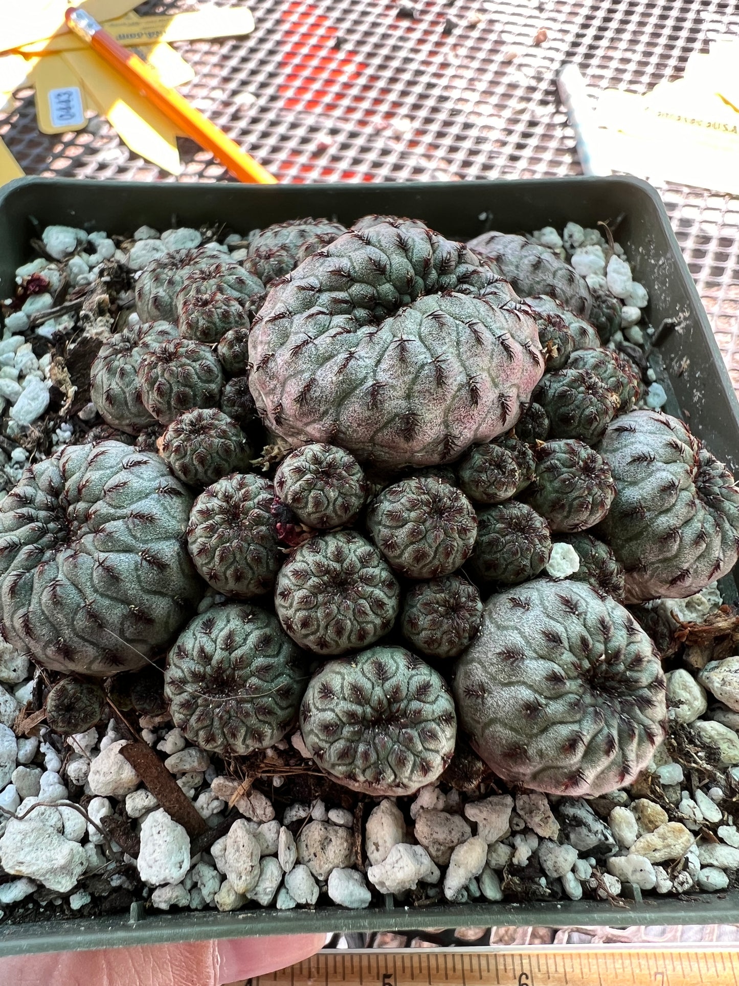 Sulcorebutia rauschii in 4.25 inch pot choice plant