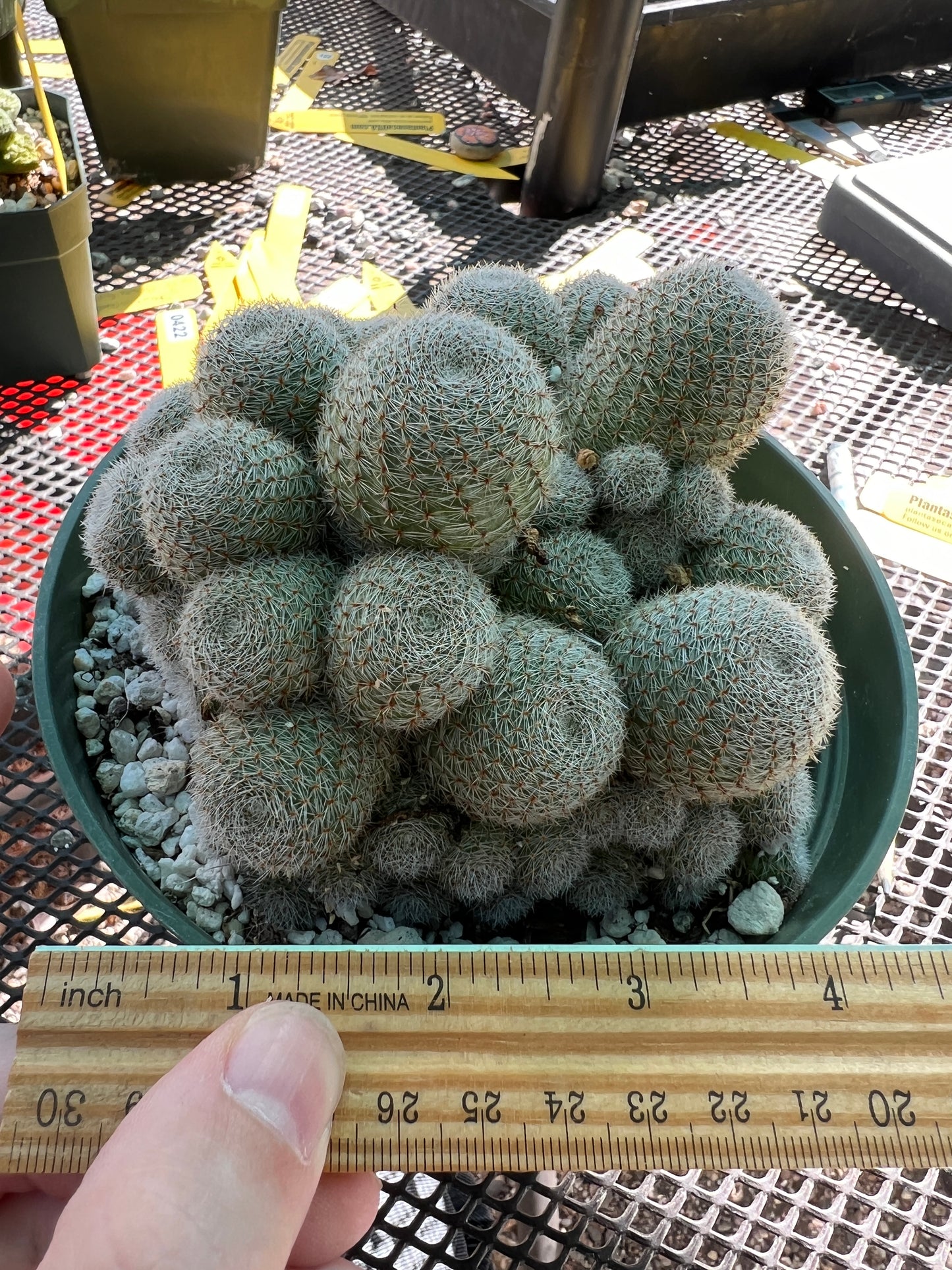 Rebutia sunrise cactus large clump in 6 inch pot