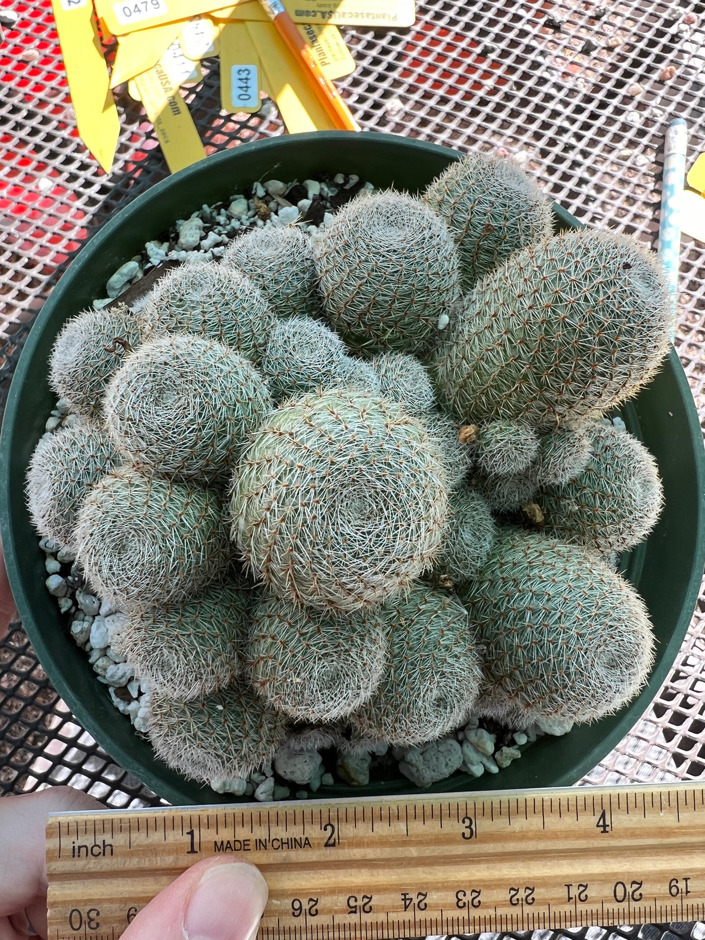 Rebutia sunrise cactus large clump in 6 inch pot