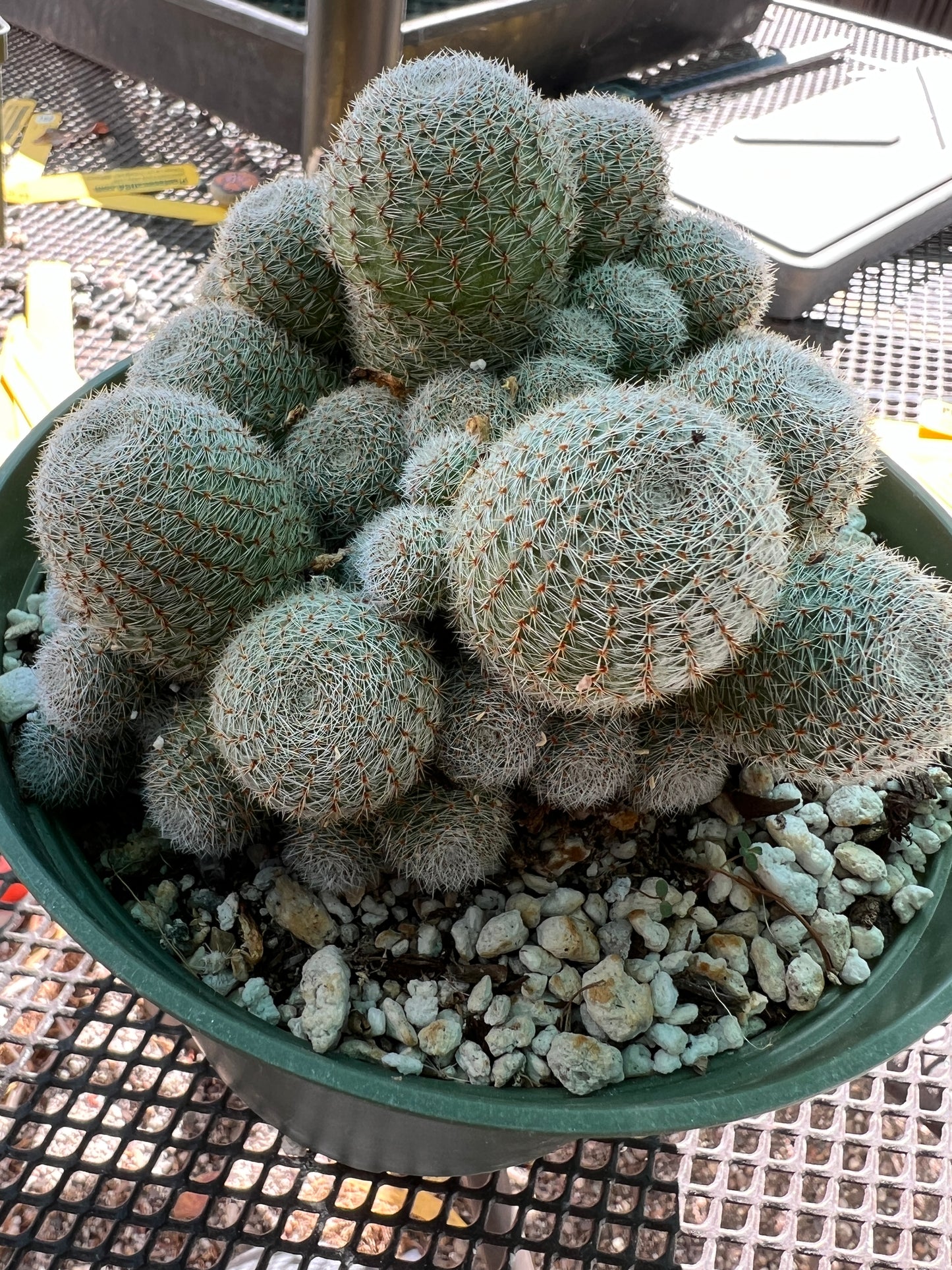 Rebutia sunrise cactus large clump in 6 inch pot