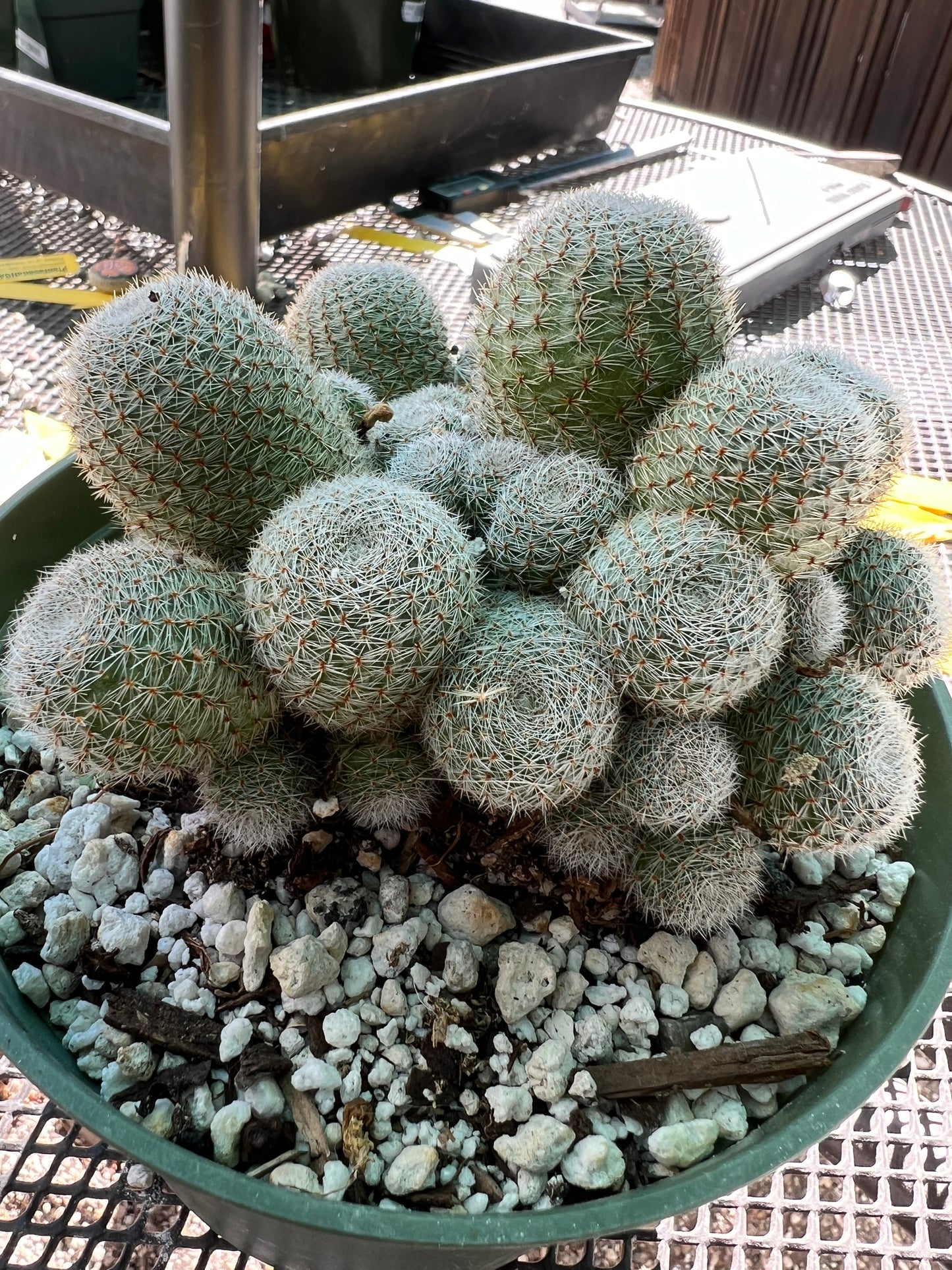 Rebutia sunrise cactus large clump in 6 inch pot