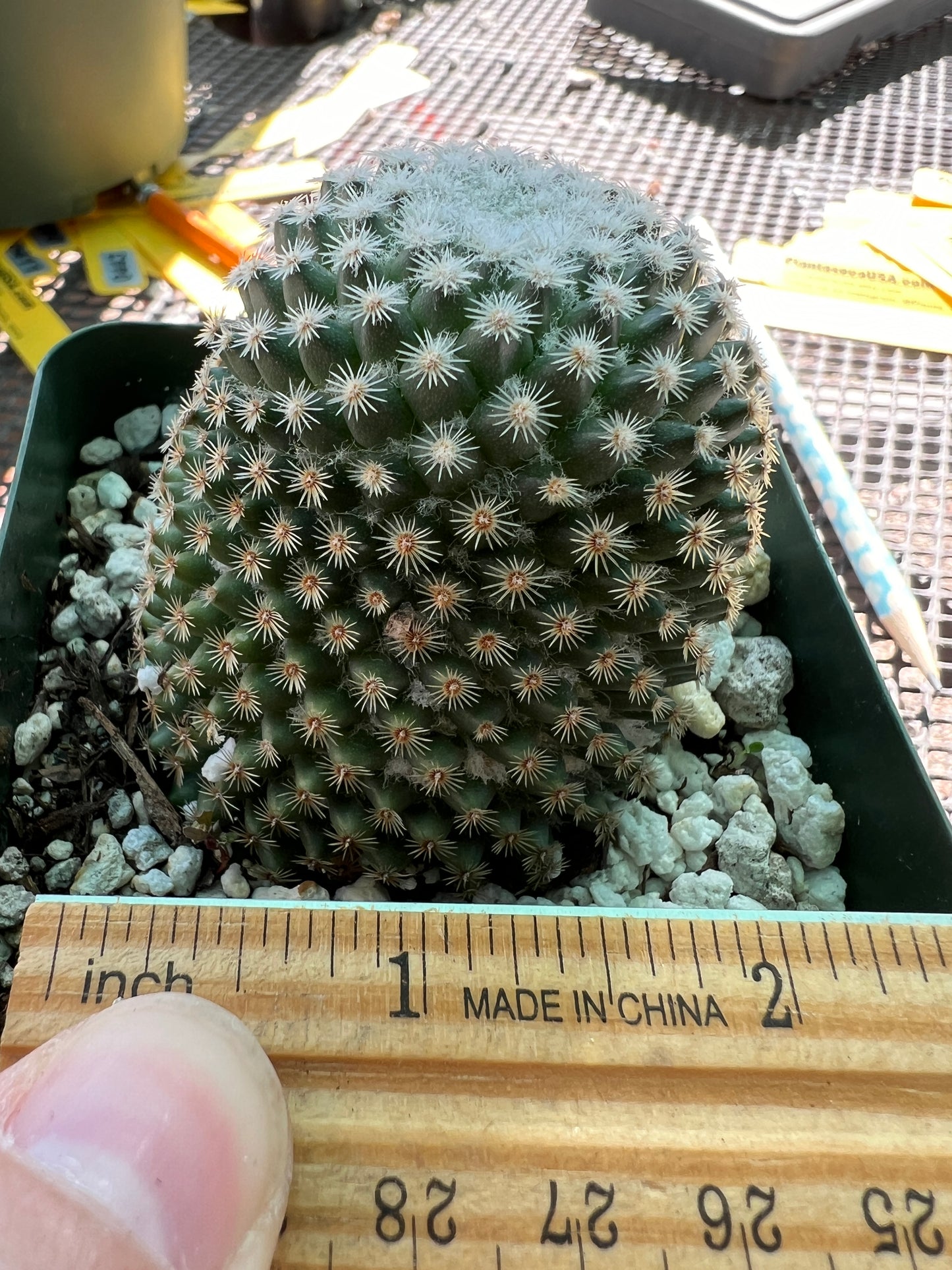 Mammillaria lanata cactus rare