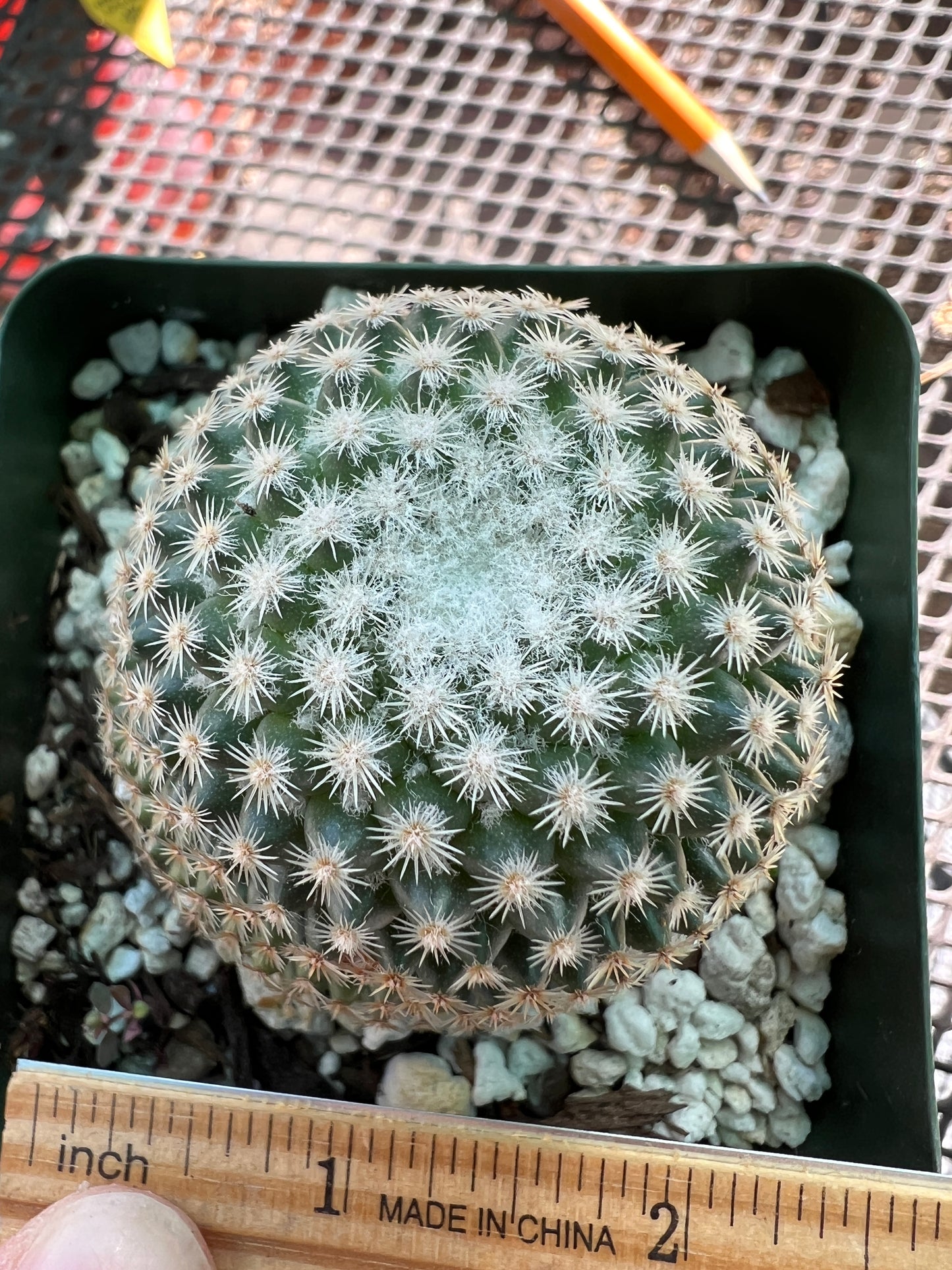 Mammillaria lanata cactus rare