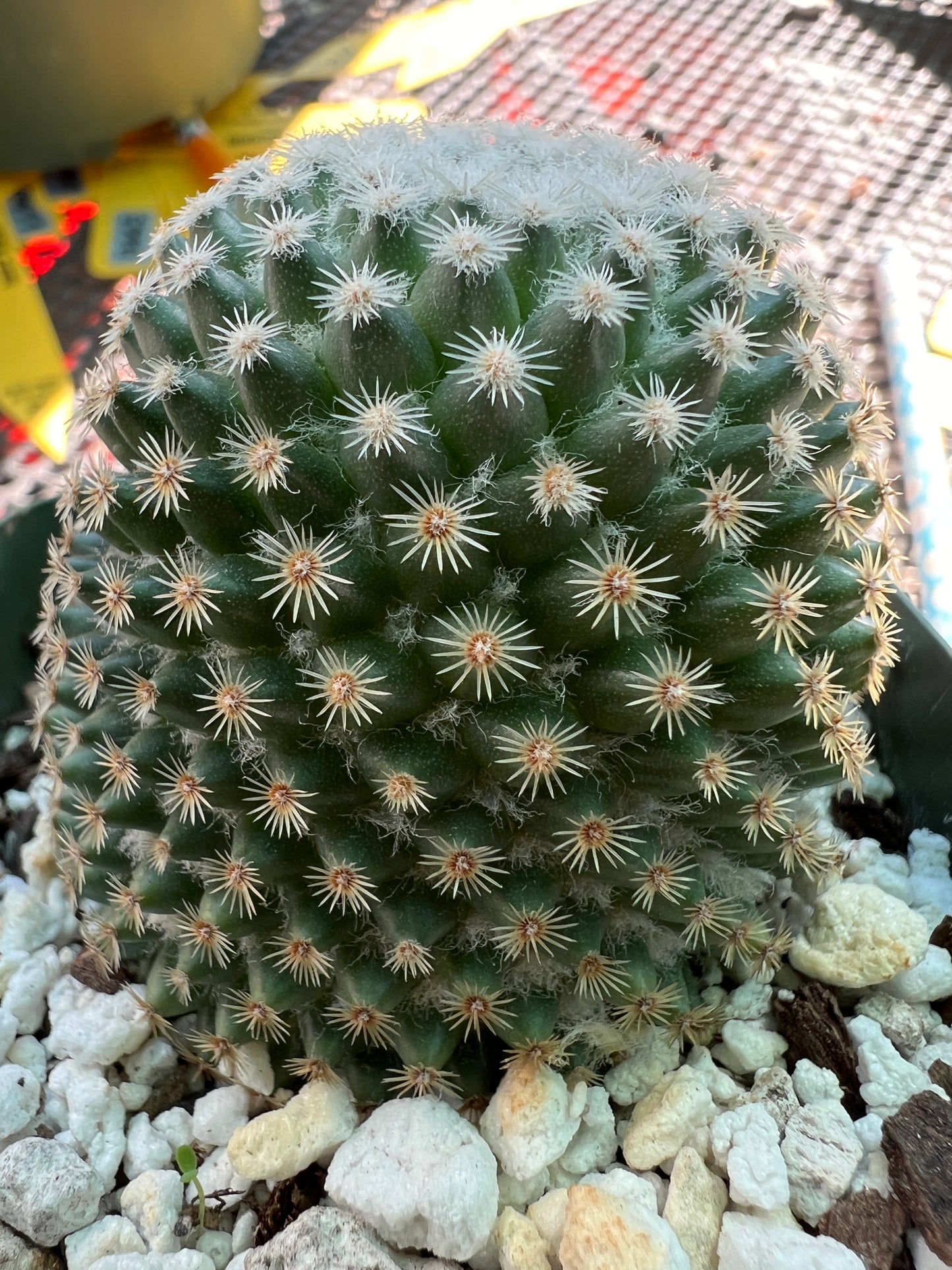 Mammillaria lanata cactus rare