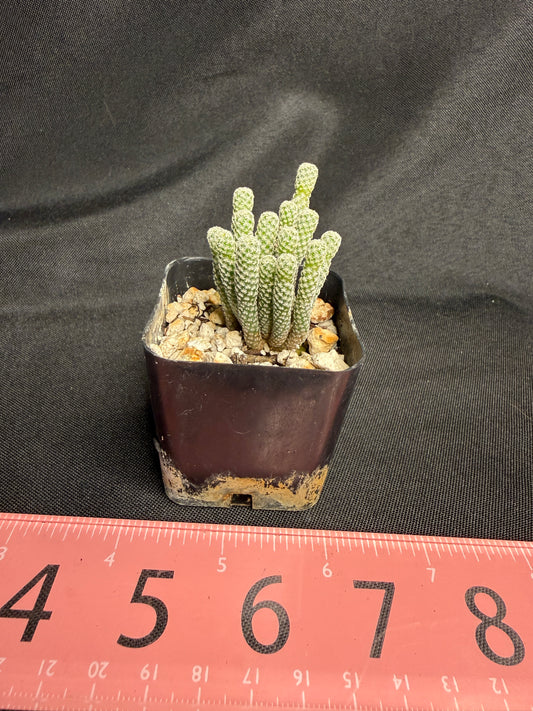 Turbinicarpus minima 1224
