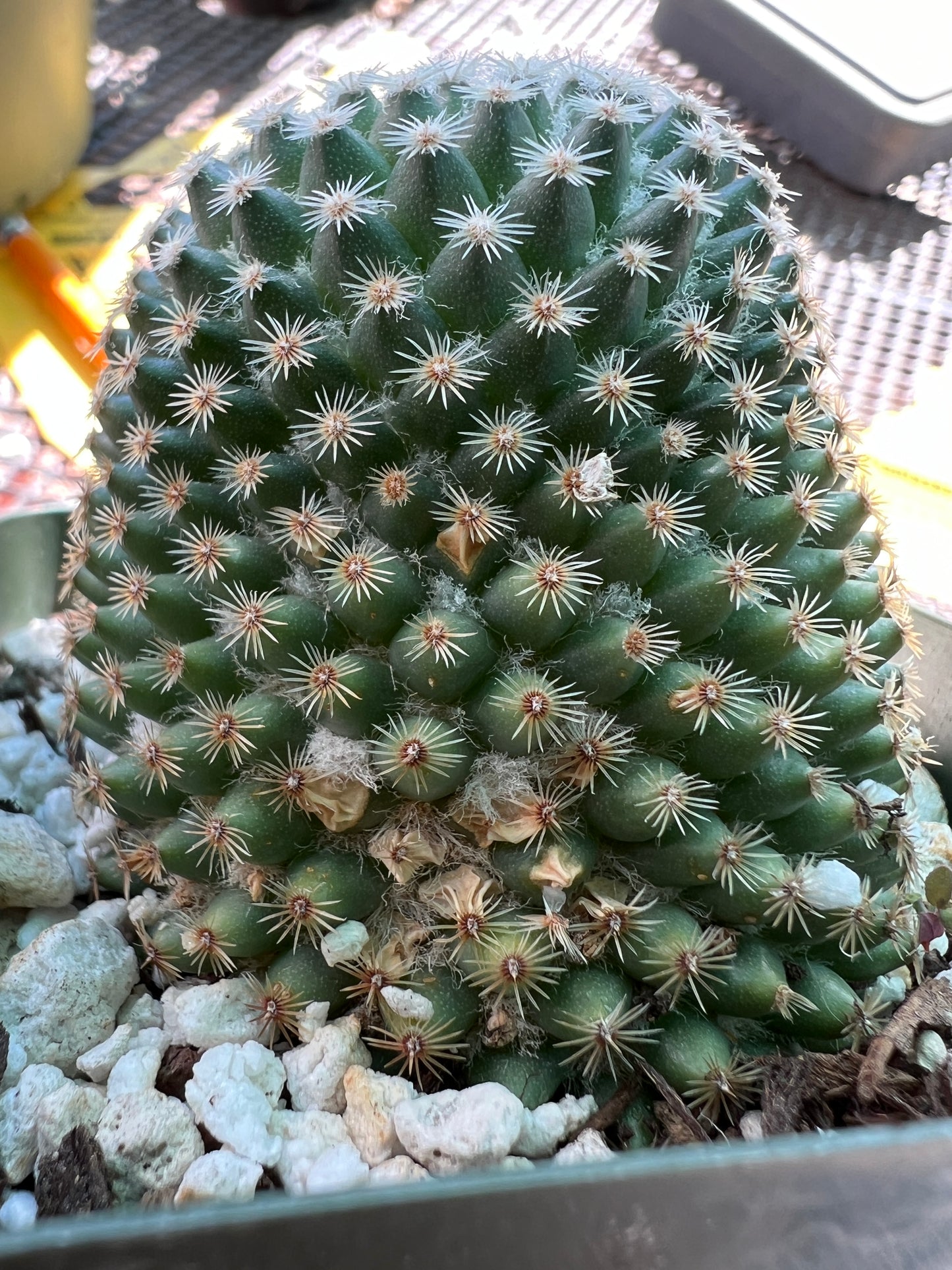 Mammillaria lanata cactus rare