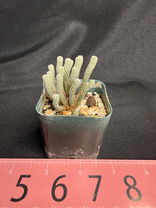 Turbinicarpus minima 1293