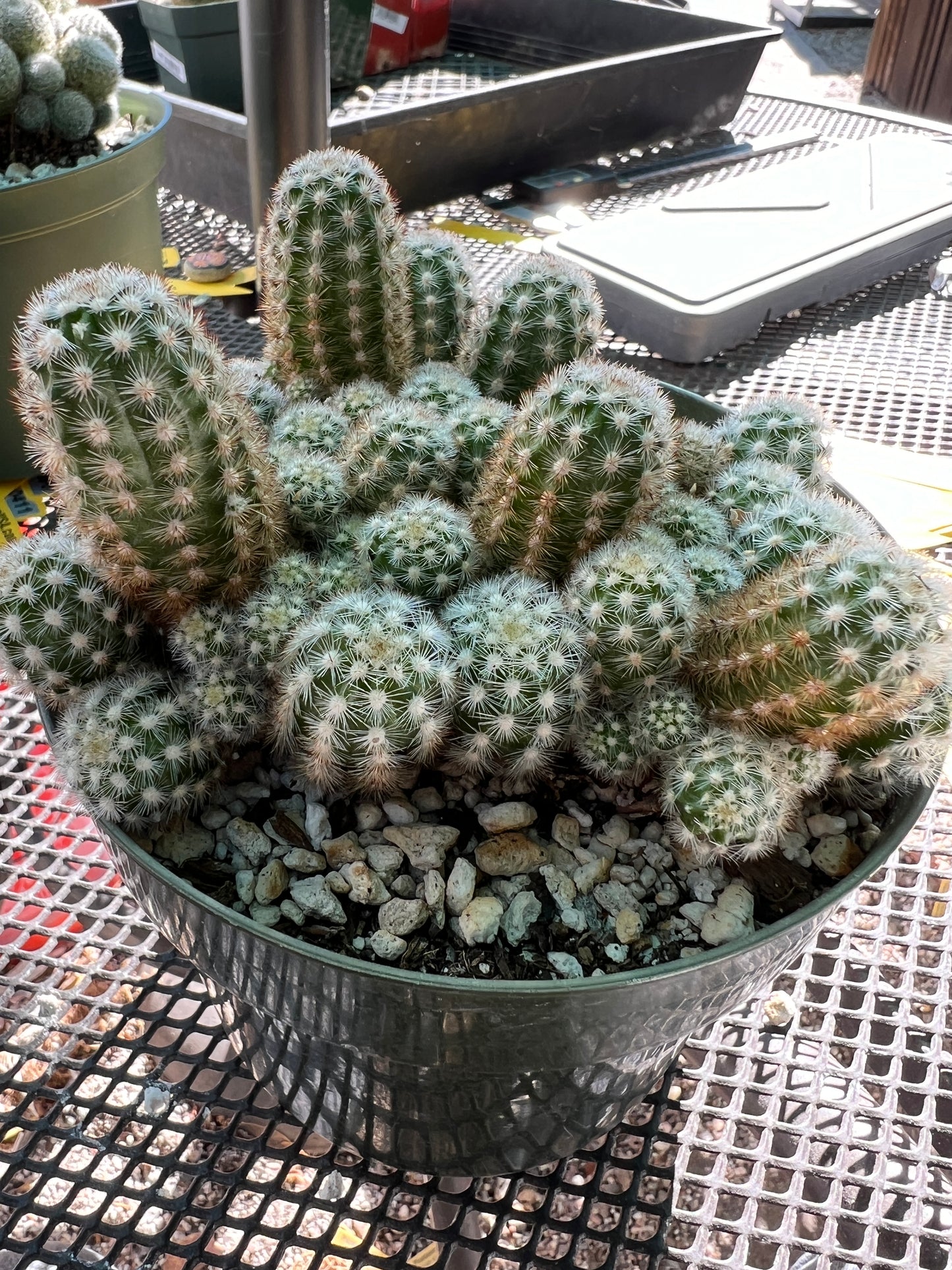 Pygmaeocereus Rowleyanus massive clump in 6 inch pot rare