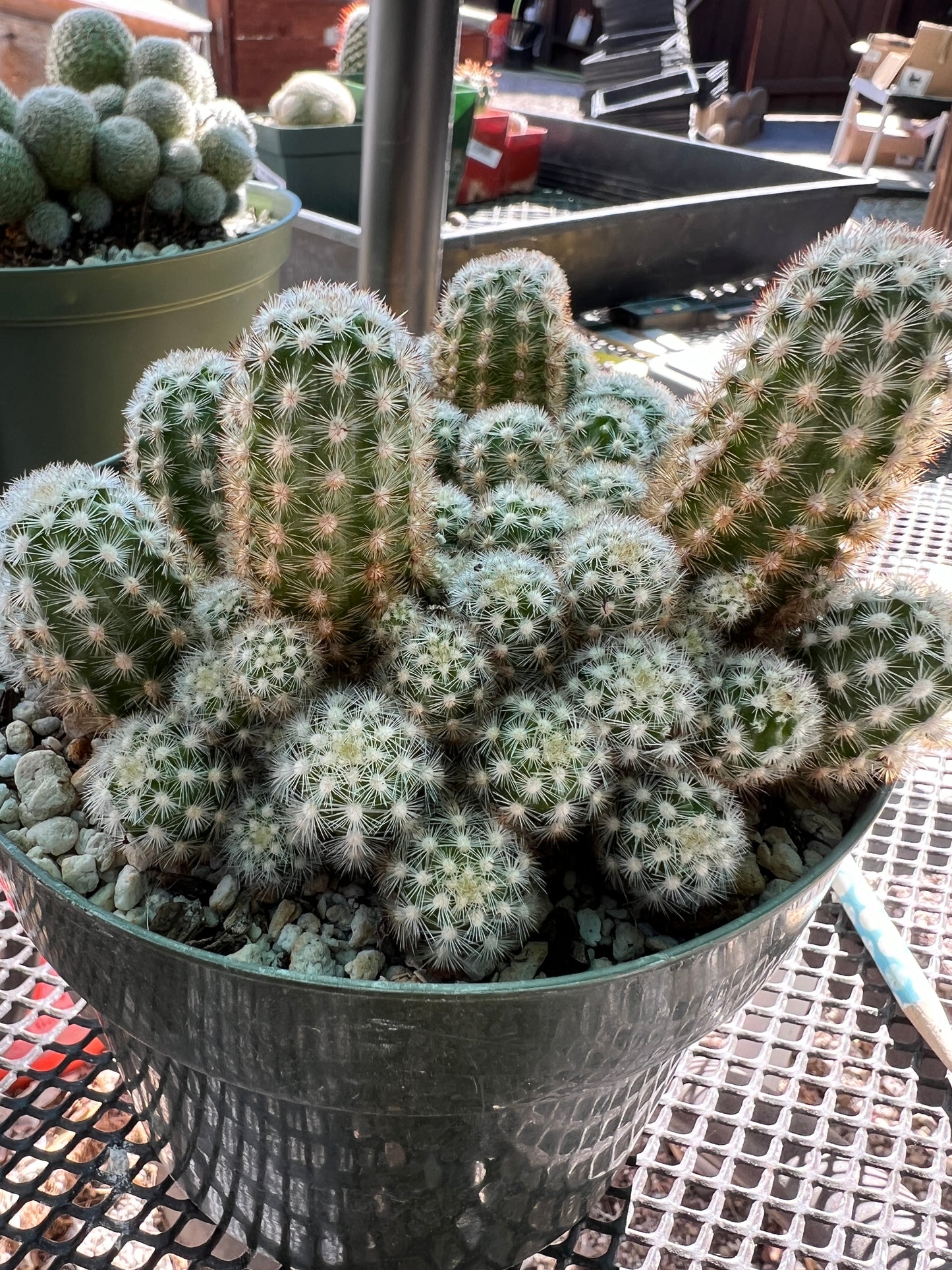 Pygmaeocereus Rowleyanus massive clump in 6 inch pot rare