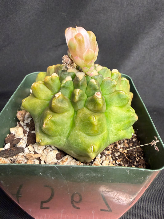 Gymnocalycium transformer 1290