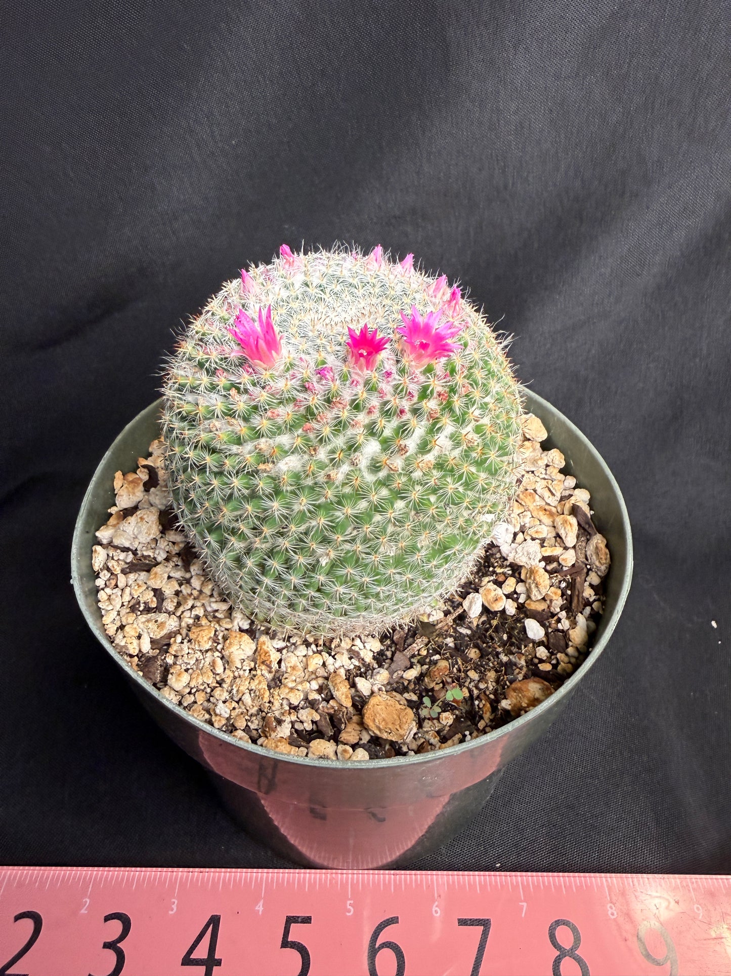 Mammillaria perbella large 1308