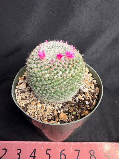 Mammillaria perbella large 1308