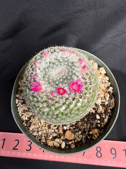 Mammillaria perbella large 1308