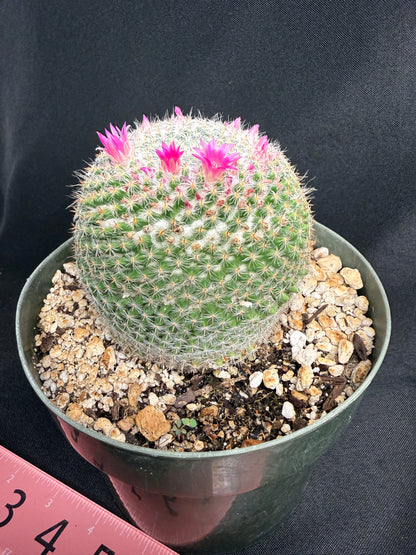 Mammillaria perbella large 1308